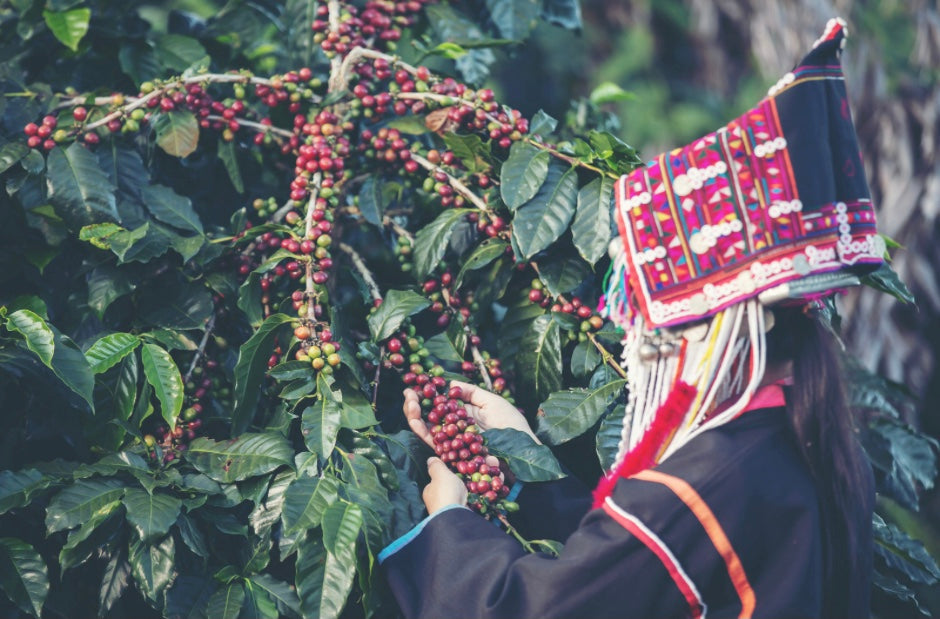 台灣阿里山藝伎咖啡豆
